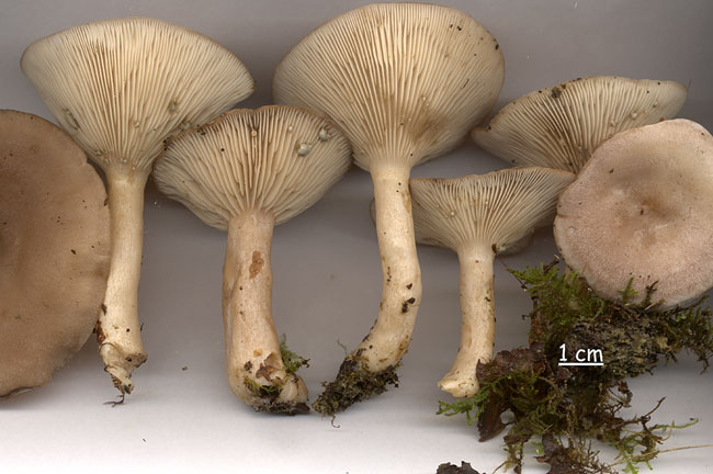 Lactarius vietus